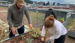 Bybonden Øystein Hvamen Rasmussen og student Emma Amalie Rosendahl Jensen plukker poteter på takterrassen til Urtegata 9