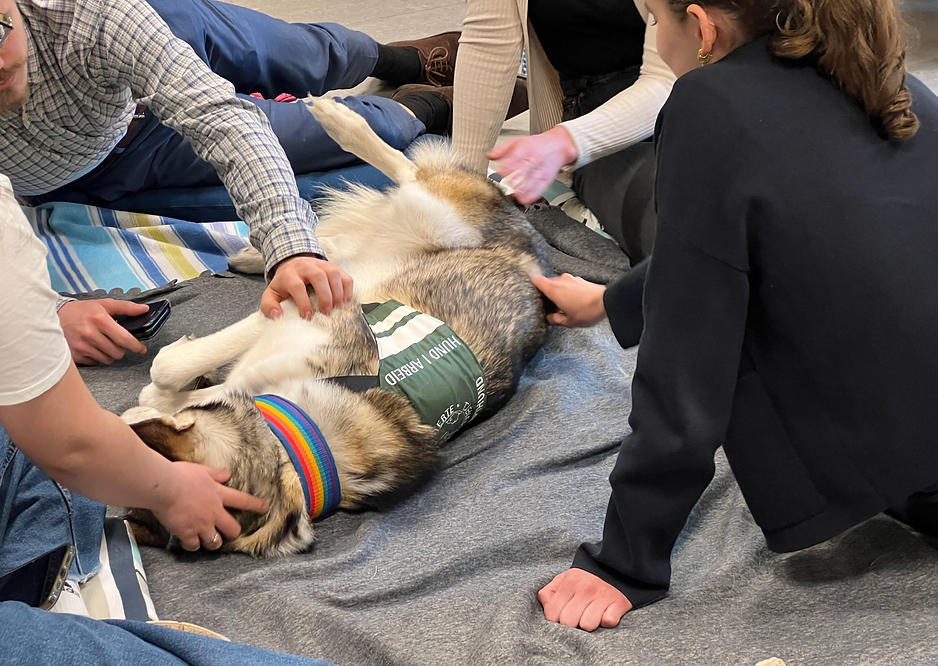 Studenter klapper en terapihund, type husky, med regnbuebånd